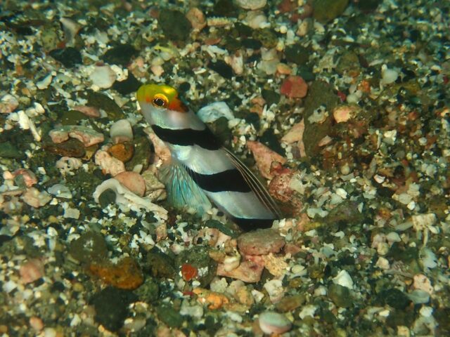 串本ツアー🚗³₃
越前とは違った海😆
賑やかで楽し🤣

＼Googleレビュー★4.8✨／ 「初心者でも安心！」「インストラクターさんが優しい！」 そんな声をたくさんいただいています🙌
30年の実績 × PADI 5スター AQUA MARINEは、初めての海も、久しぶりの海も全力サポート！
📩LINEやDMで簡単予約OK！ 今週末、海に潜ってみませんか？
#PADI #ダイビングスクール #安心安全ダイビング #海が好きな人と繋がりたい#越前海岸 #ダイビングしてみたい #海活 #海が好き #ダイビング女子 #体験ダイビング  #ネジリンボウ  #カゴカキダイ #テングダイ