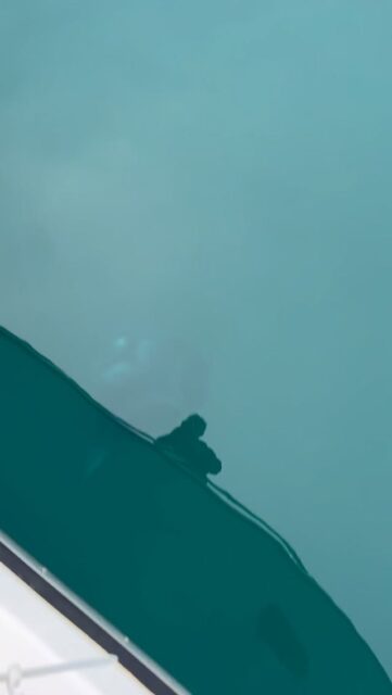 港でマンタ!
ロングバージョン🎥
沖縄のポテンシャルすごいね👏
船のまわりをグルグル😊
#沖縄ダイビング #沖縄旅行 #マンタ #海活 #ダイビング女子