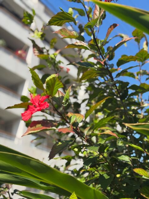 沖縄では旧暦12月8日(今年は1月26日)は鬼餅の日です。鬼餅の日は無病息災と健康を祈る沖縄の伝統行事てこの日に鬼餅、月桃の葉で包んだお餅を食べます。
鬼餅の日は1年のうちで最も冷え込むと言われていますが、
今年は暖かそうです😀(写真のハイビスカスの花の周りにある葉が月桃の葉です)
#鬼餅 #沖縄 #沖縄旅行 #沖縄ダイビング #ホエールウォッチング