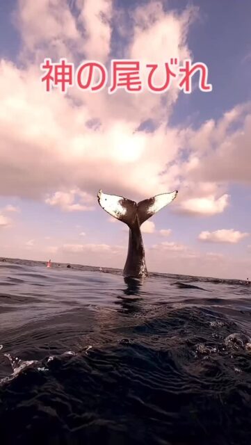ホエールスイム神回!
#沖縄ホエールスイム #ホエールウォッチング沖縄 #沖縄旅行 #死ぬまでに見たい絶景 #冬の沖縄