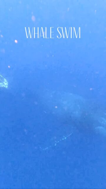 ホエールスイムも終盤🐋
金沢店からのゲストで
クジラちゃんと遊んでもらいました😊
チャンスは多くはなかったのですが
成功率100%!
大満足のホエールスイムでした💯
#ダイビングスクール #ダイビング女子 #海活 #ホエールスイム #沖縄ホエールスイム