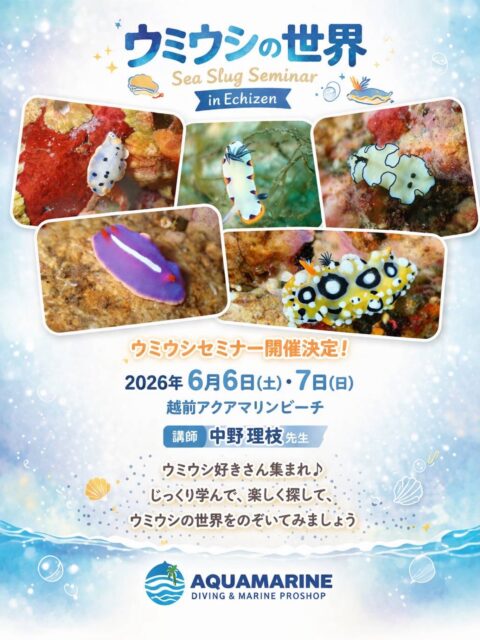 6月6日と7日の両日
中野理枝氏を招いて
ウミウシセミナーを開催します。
詳細が決まり次第、改めてご案内します😀

 #ウミウシ #越前  #ダイビングスクール  #ウミウシ好きと繋がりたい